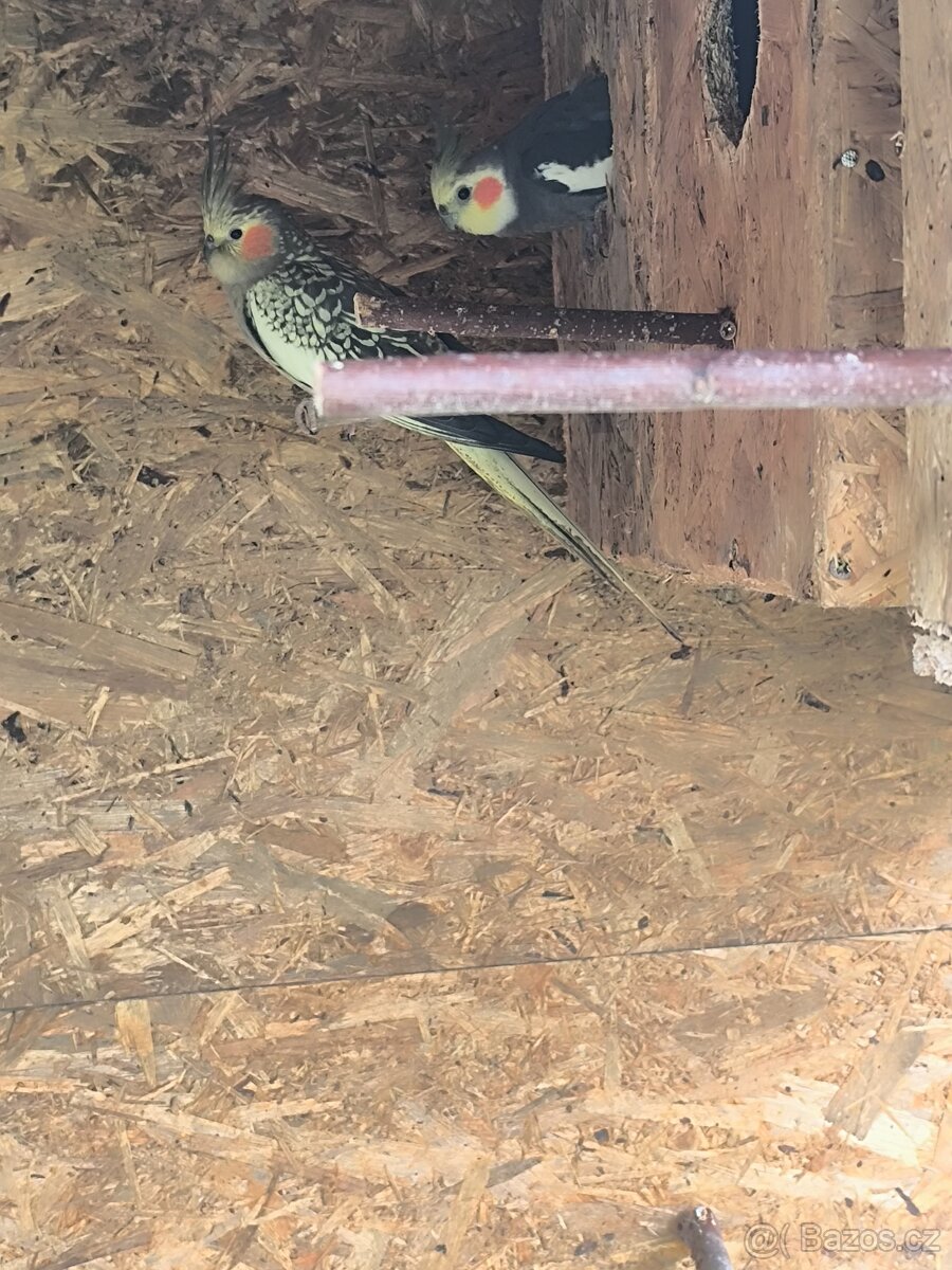 Andulky a korely - 5