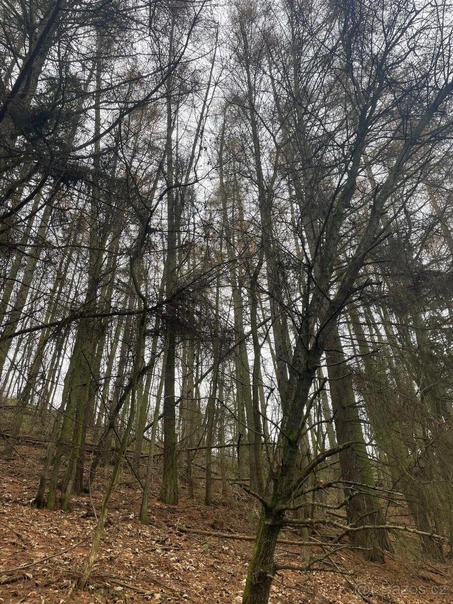 Prodám lesní pozemek v k.ú. Pěčíkov - 5