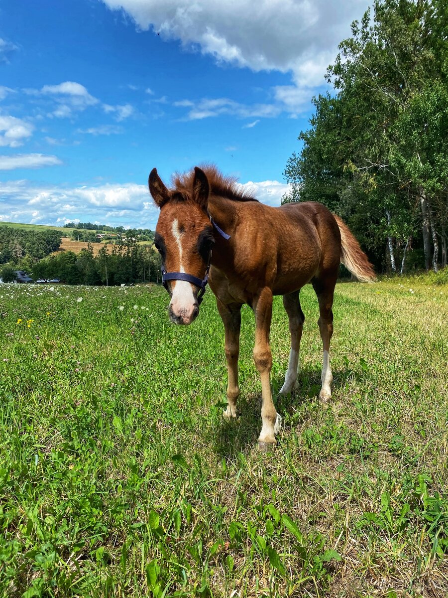 Welsh pony of cob type, sekce C - 5