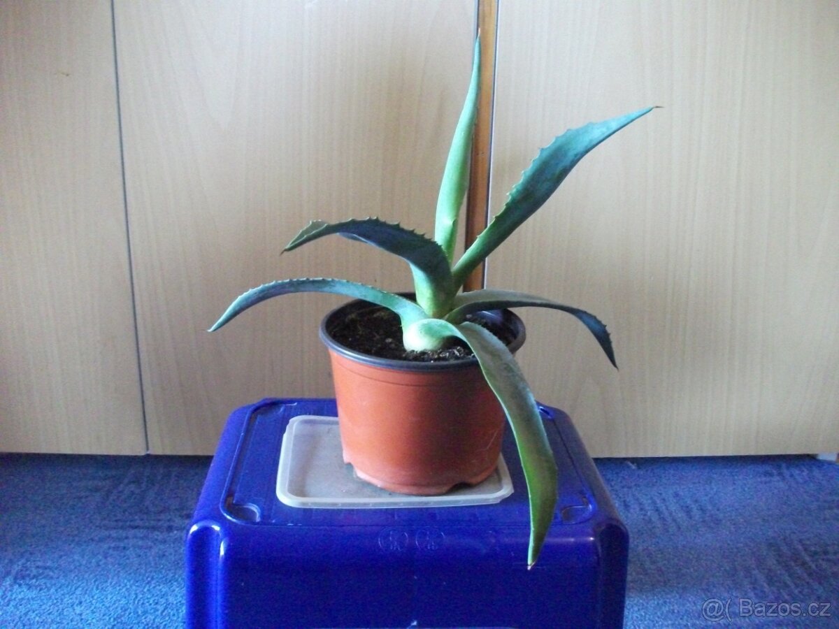 Velké pokojové květiny - 5