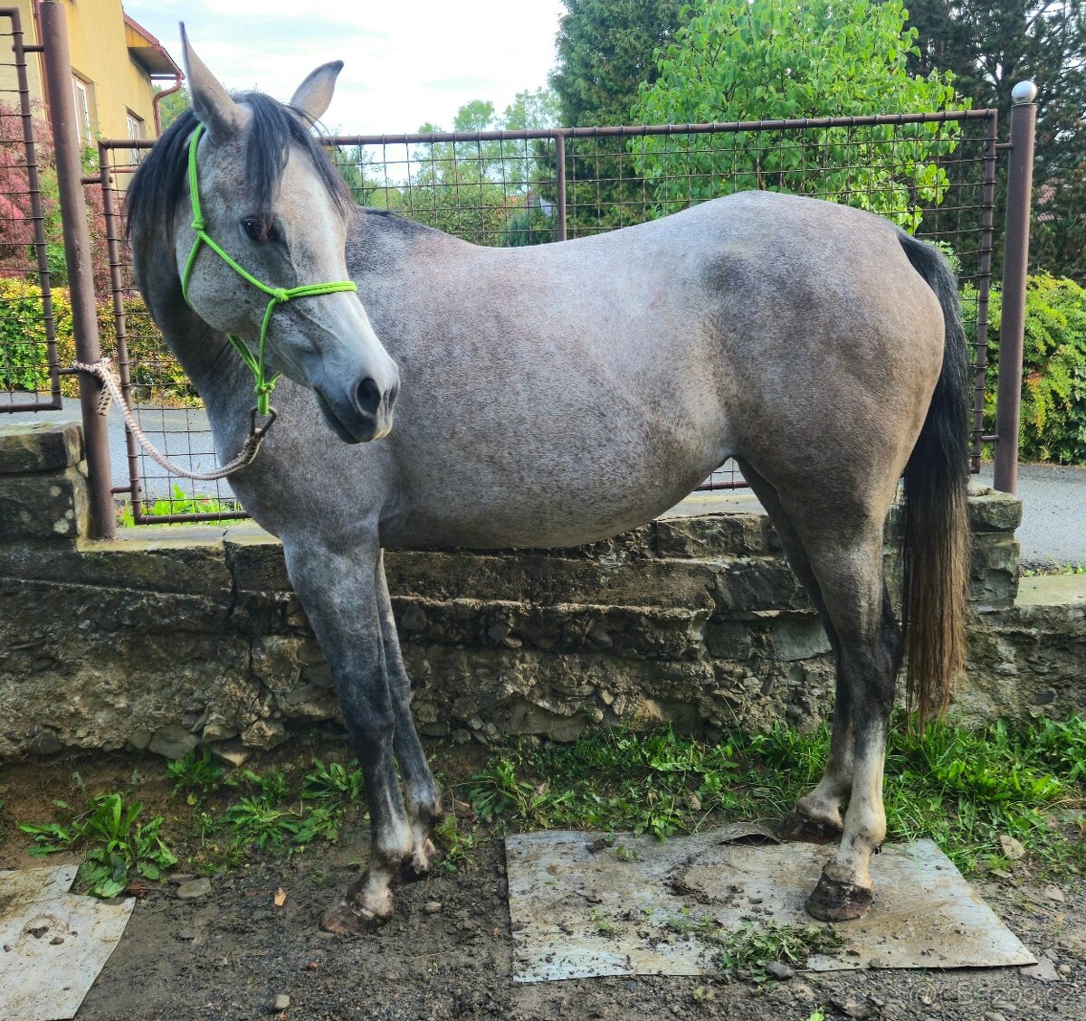 Klisnička 5 let OR1/1 - 5