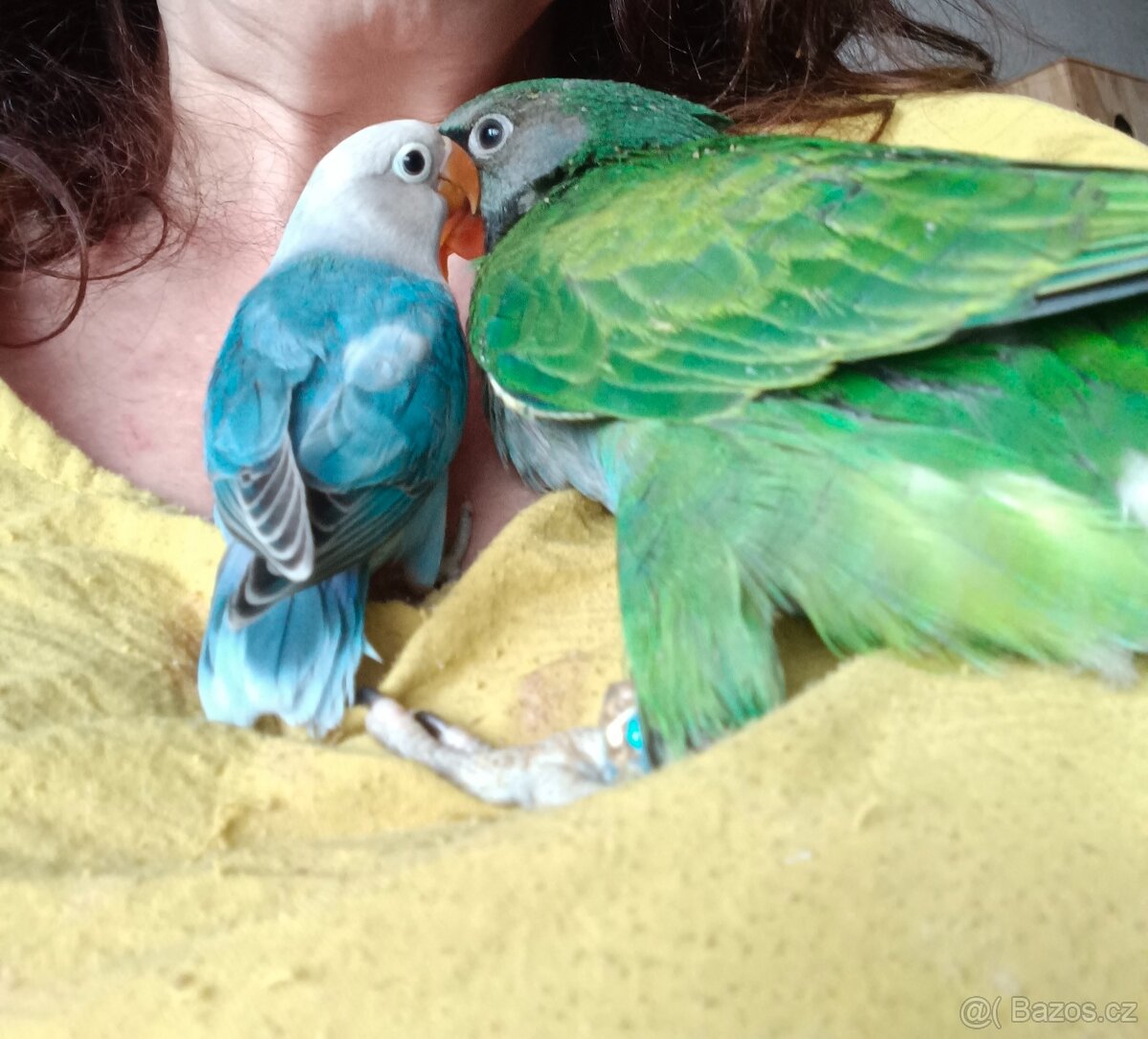 Agapornis Fishery - 5