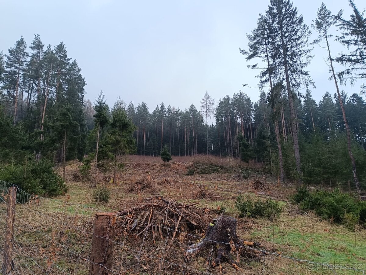 Prodej lesa na Šumavě - 5