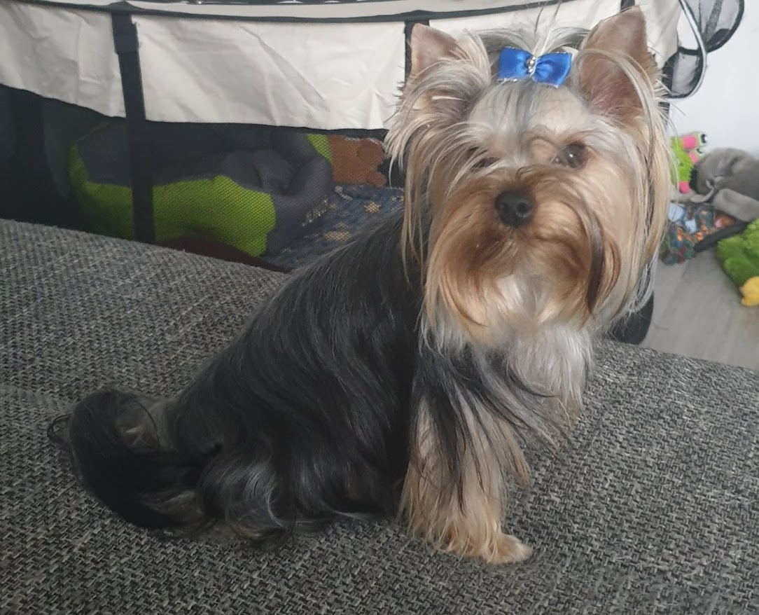 Krytí jorkšírský teriér s PP - 5