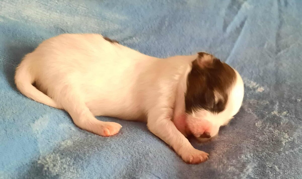 Papillon s PP-pejsek - 5