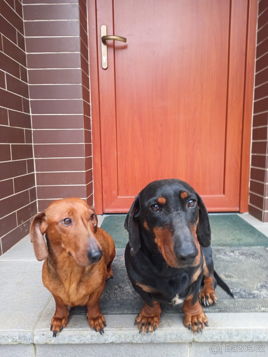 Jezevčík hladkosrstý - 5