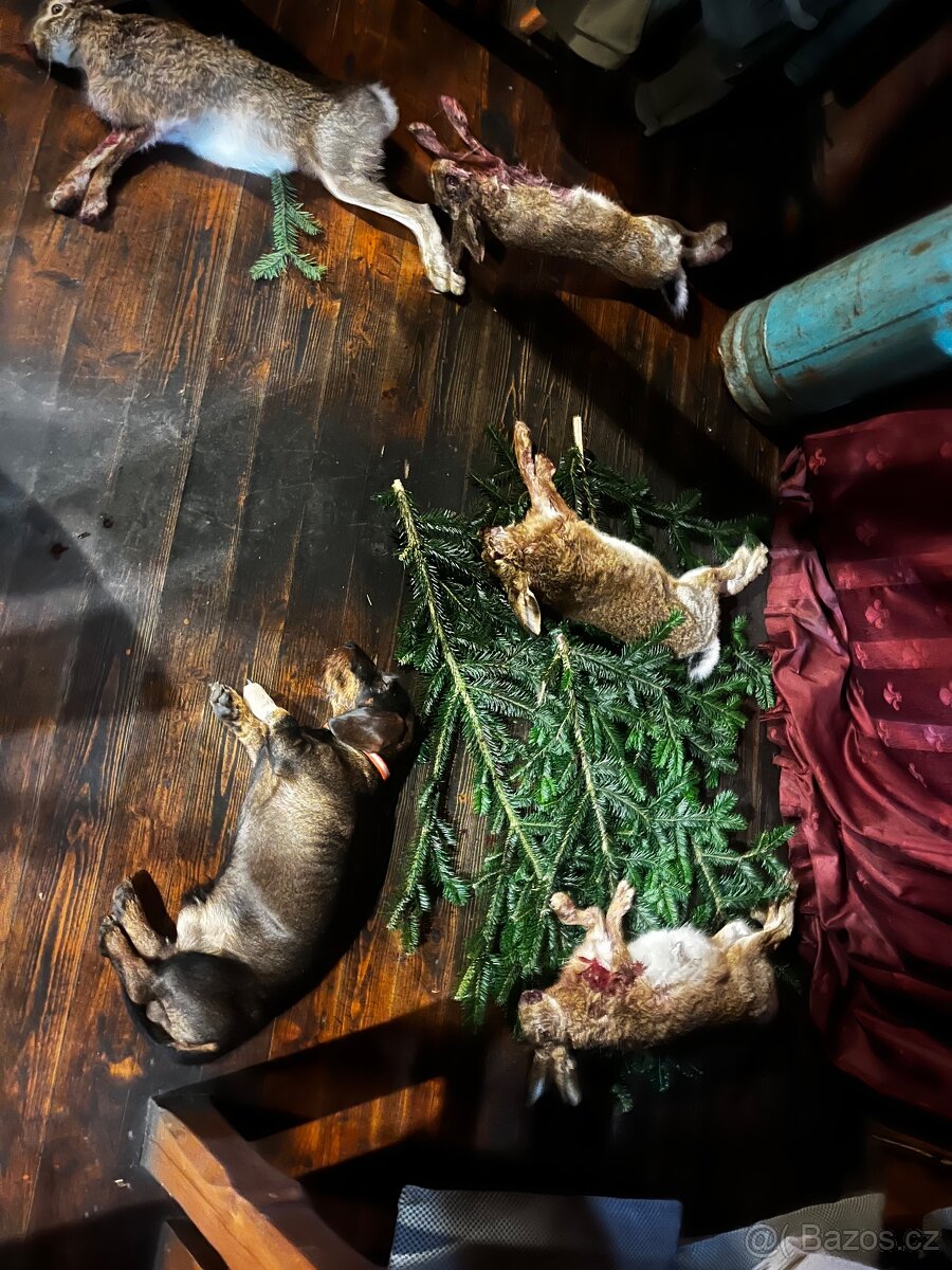 Krytí - drsnosrstý jezevčík standard - 5