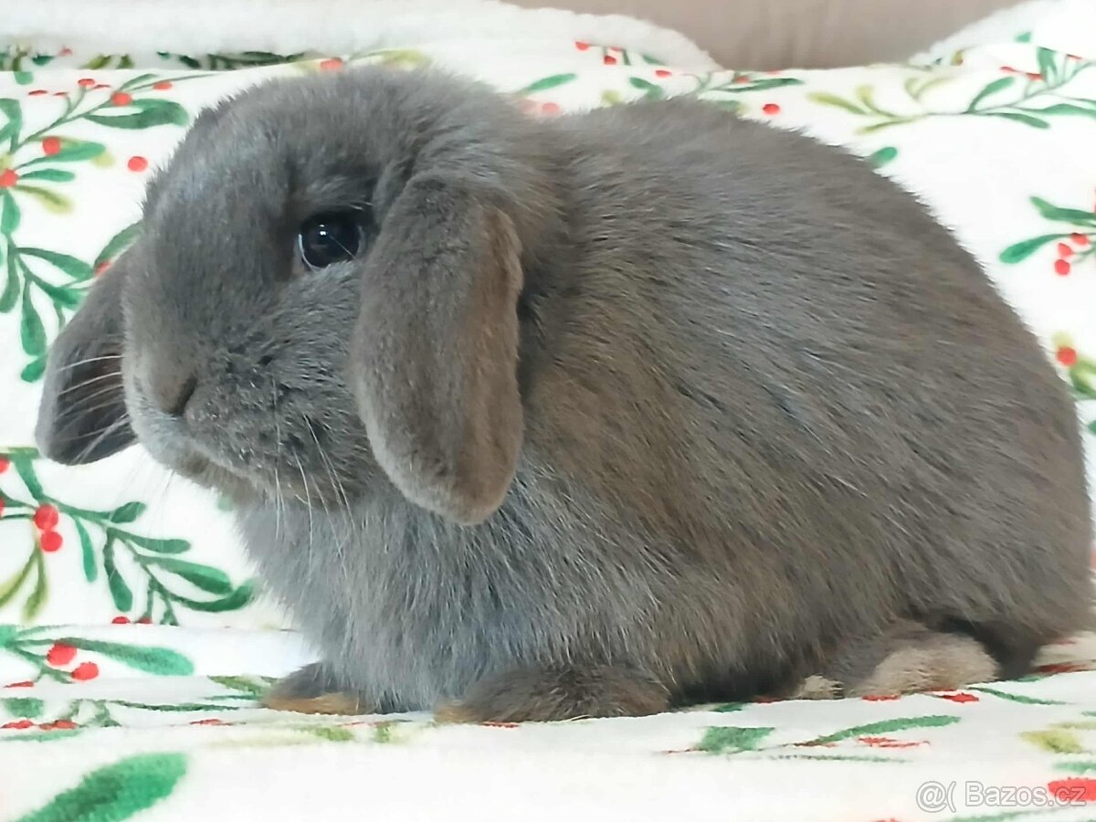 Volná samička - Anglický Zakrslý Beránek MiniLop🍑🧡🤍 - 5