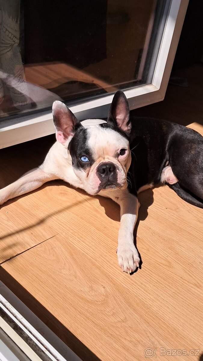 Bostonský teriér - 5