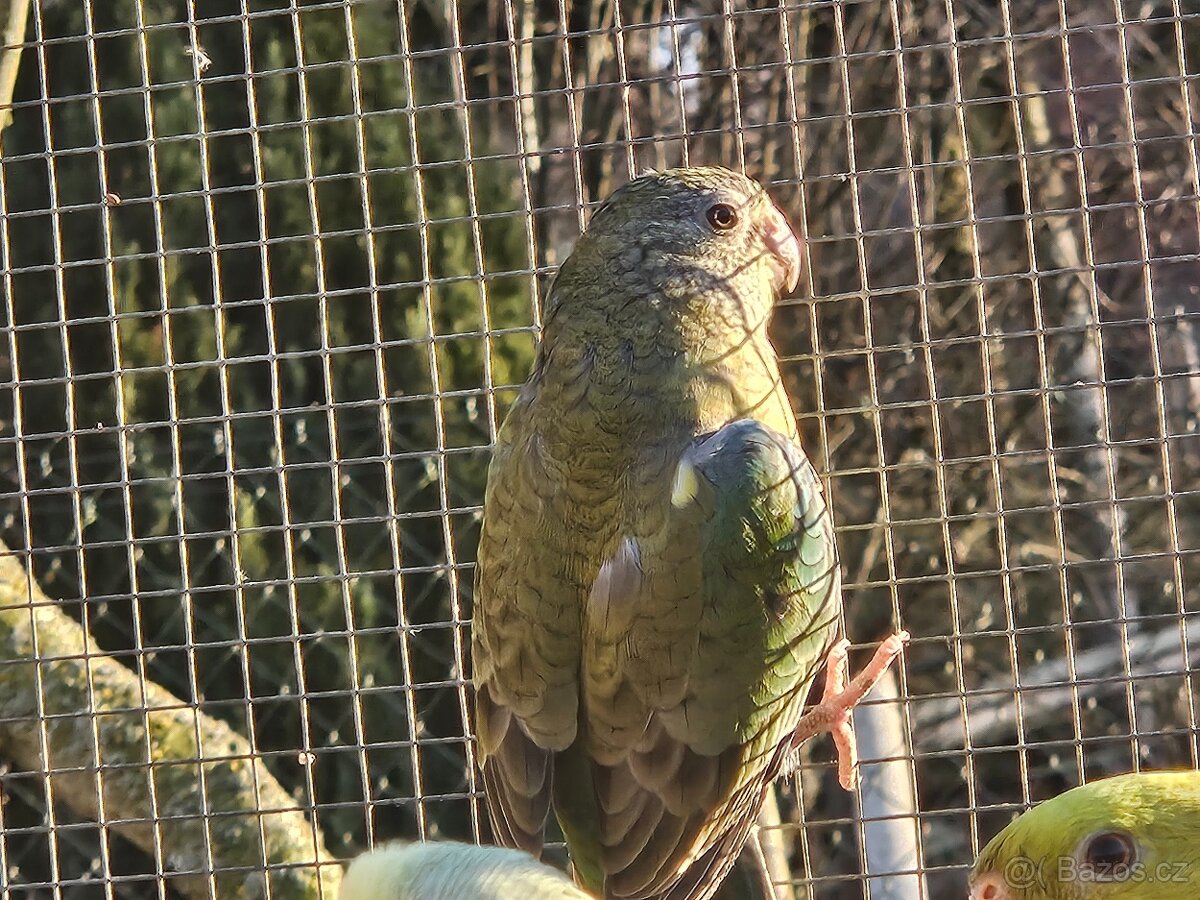 Papoušek zpěvavý - 5