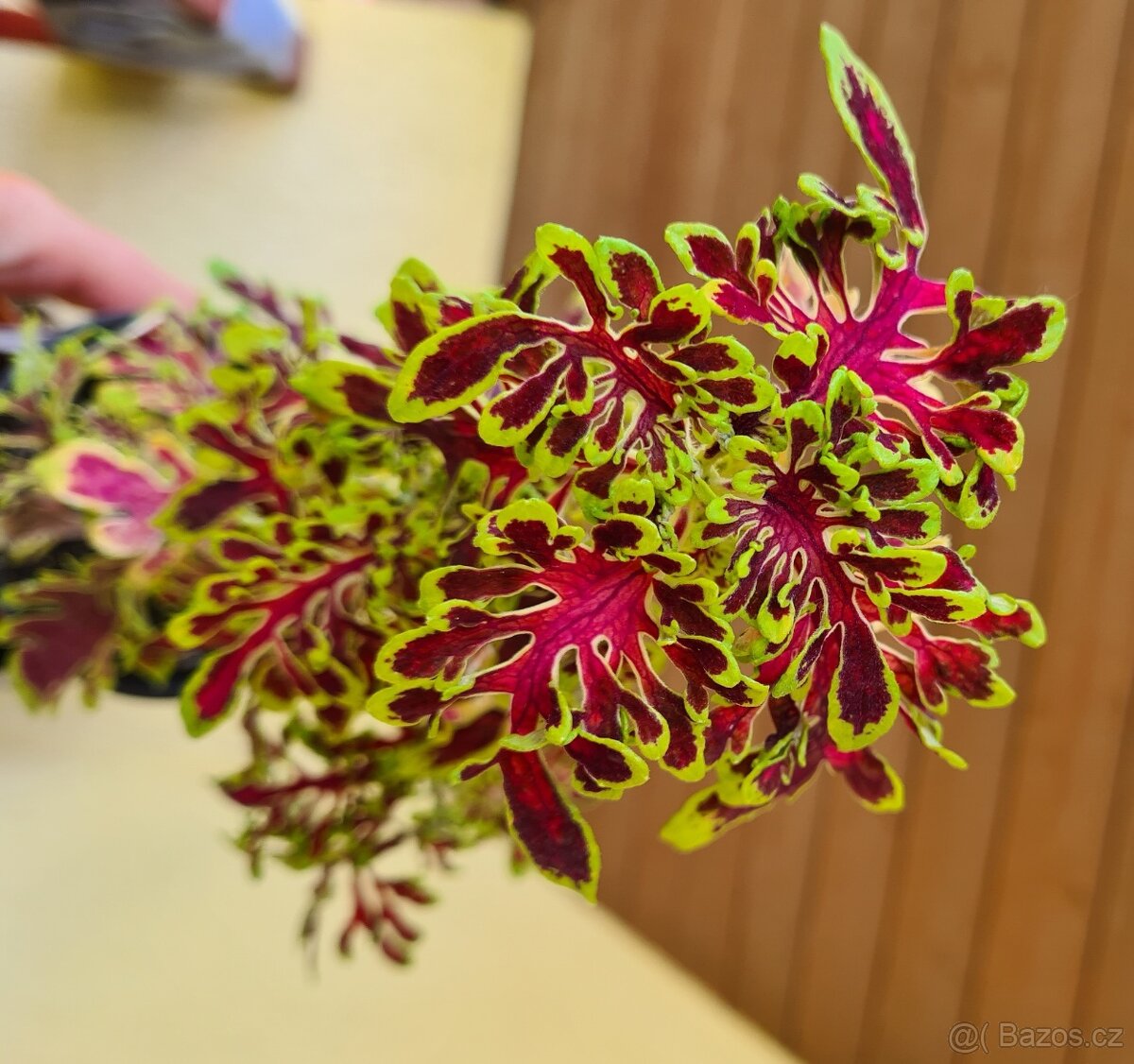 SEMENA Africká okrasná kopřiva Coleus - 5