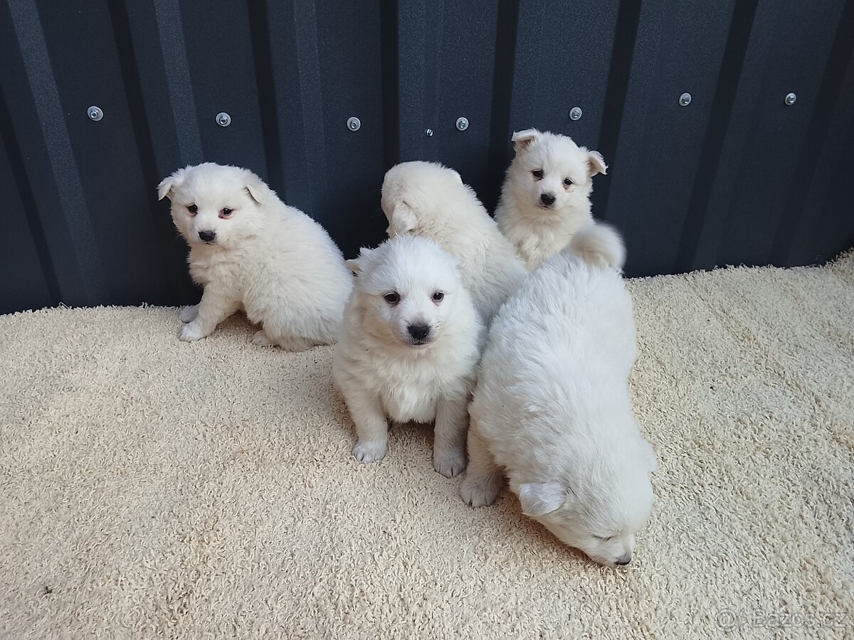 Štěňata-Německý špic střední - 5