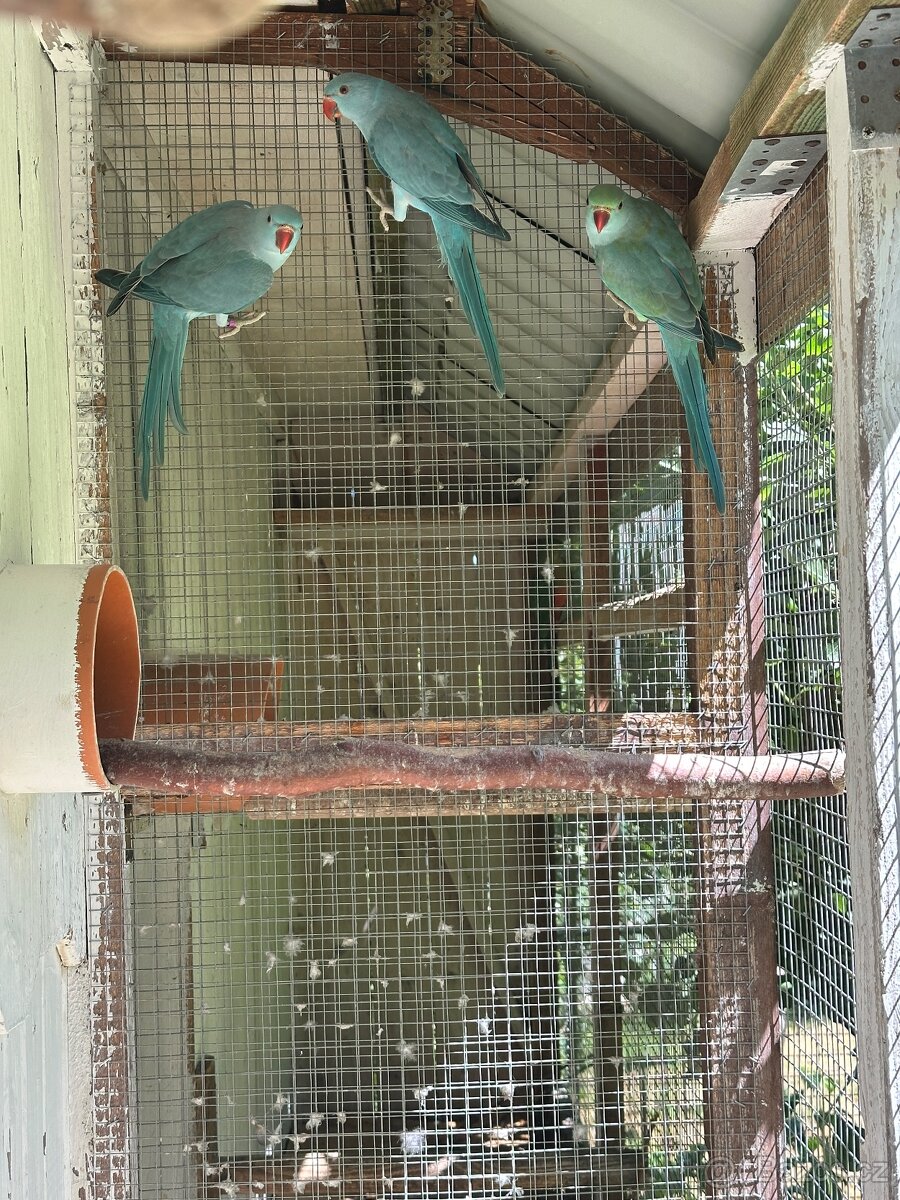 Alexandr malý/ho 2,2 - 5