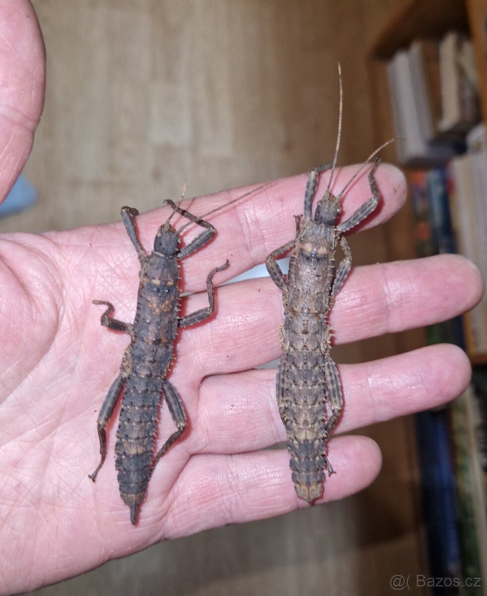 Strašilka ostrohatá - 5