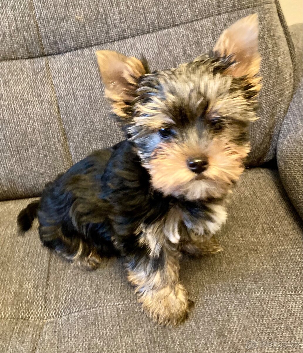 Jorksirsky terier s PP (FCI) - 5