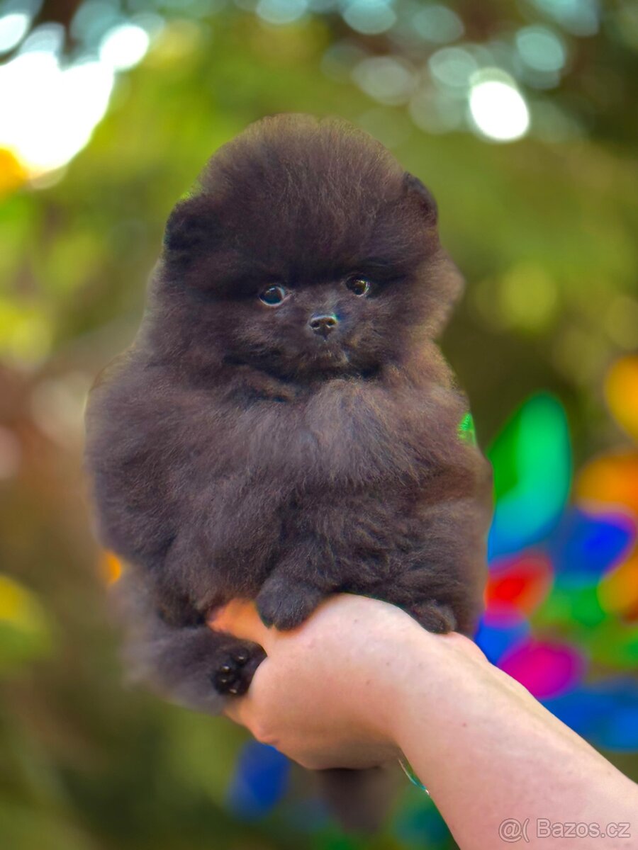 Pomeranian / Pomerian s PP - 5