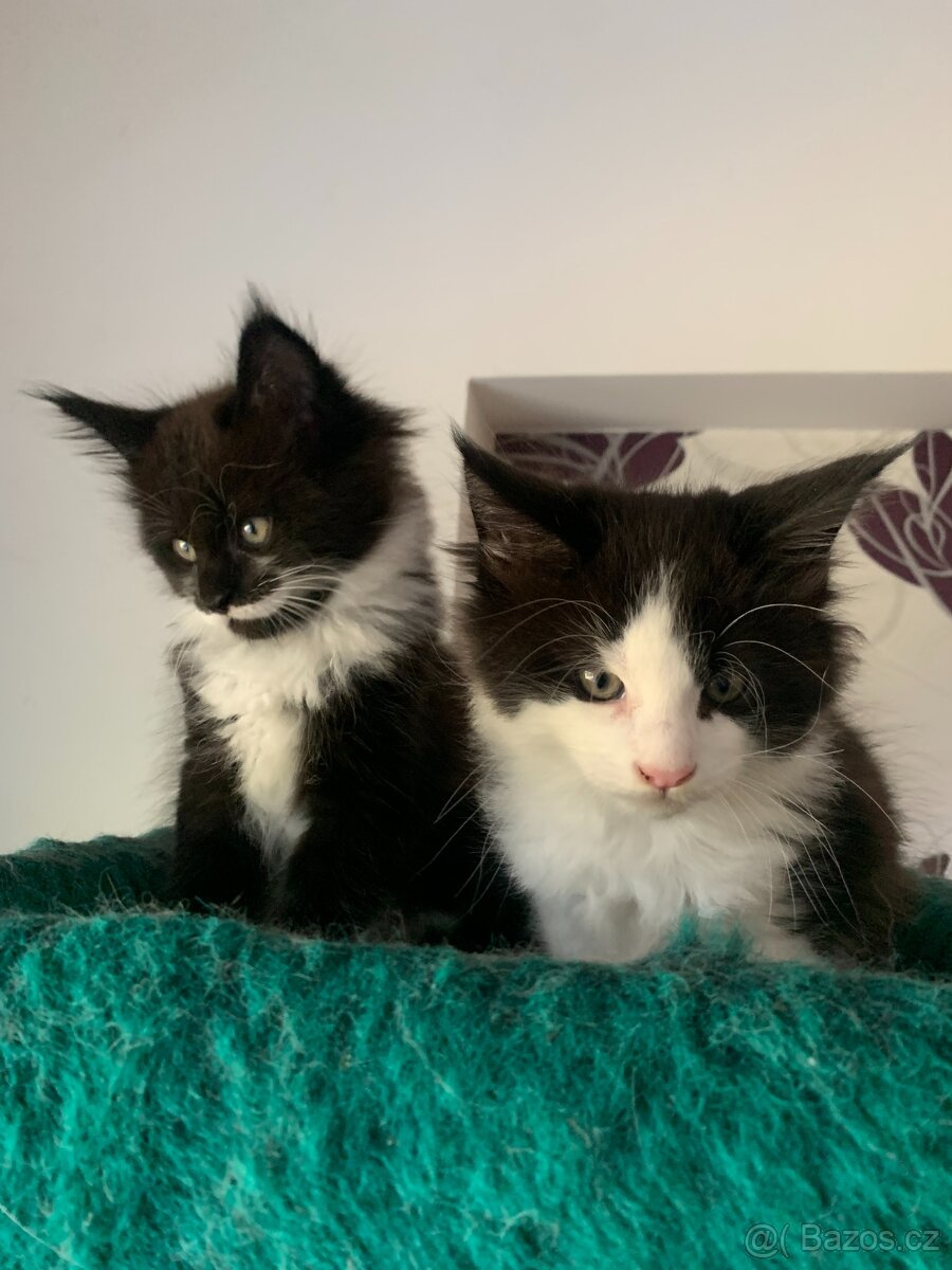 mainská mývalí s PP - koťata 2,5 měsíce. - 5