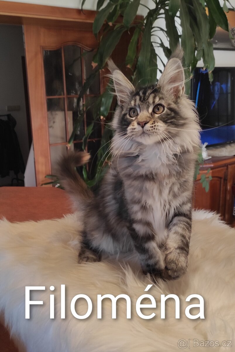 Mainská mývalí koťátka s PP - 5