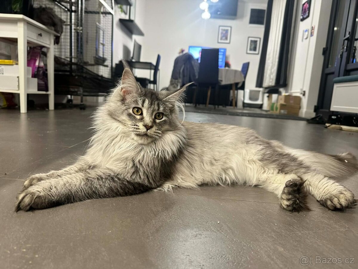 Maine coon, mainská mývalia s PP - kocúrik - 5
