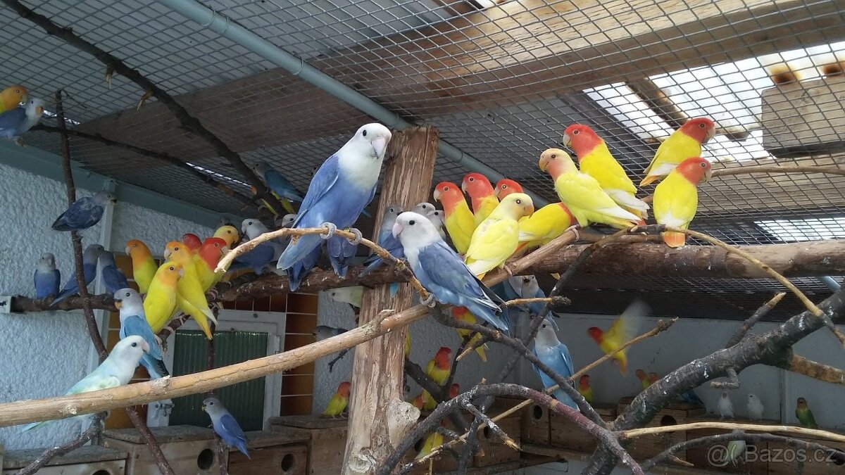 Agapornis ružohrdly - 5