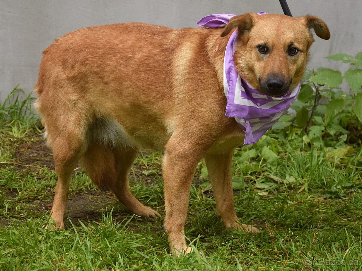 Bernarda – opatrná, citlivá fena, která potřebuje trpělivou - 5