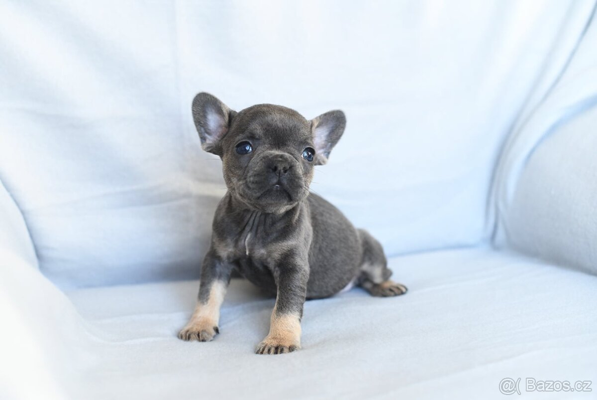 Francouzsky buldocek-ruzne barvy - 5