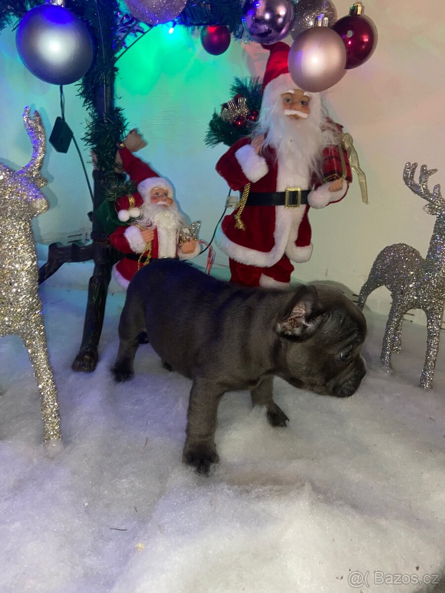 Francouzský buldoček - 5