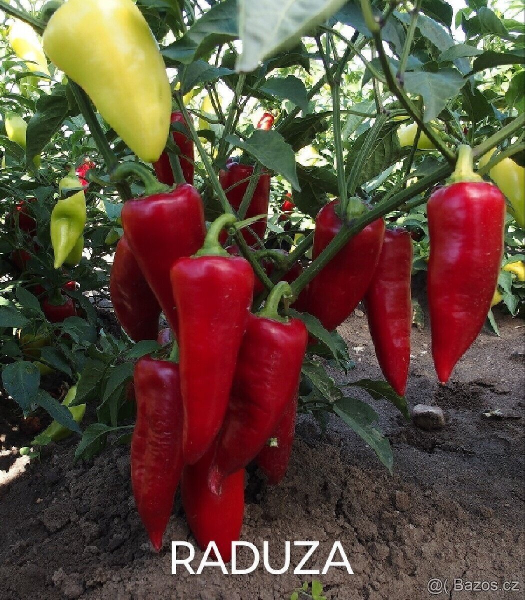 Semínka chilli papriček, paprik a rajčat - 5