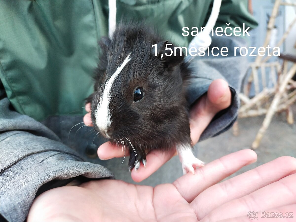 Morčátka - 5