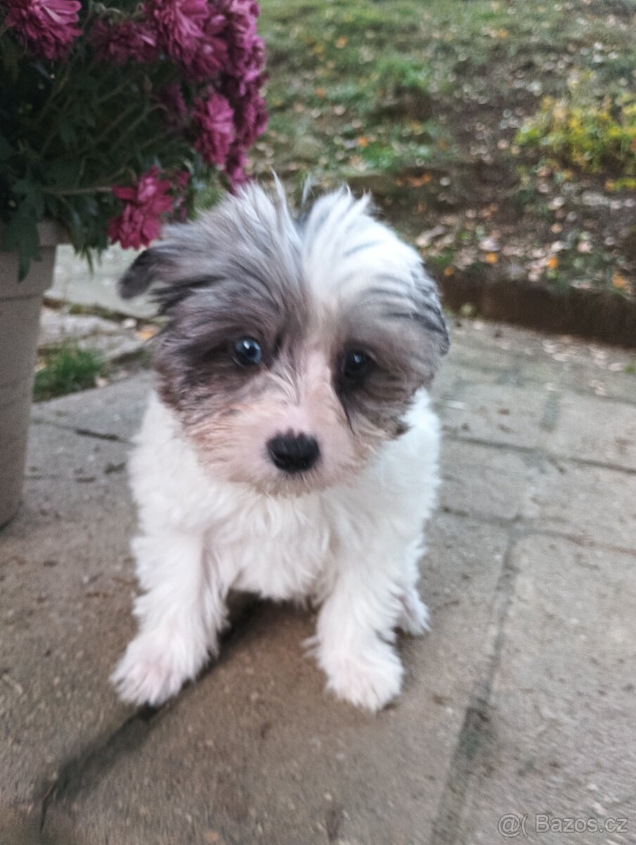 Yorkshire teriér Biro(Jorkšírský teriér Biro) - 5