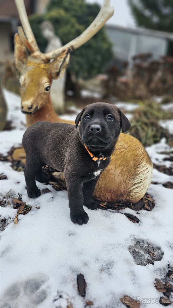 Štěňata - 5