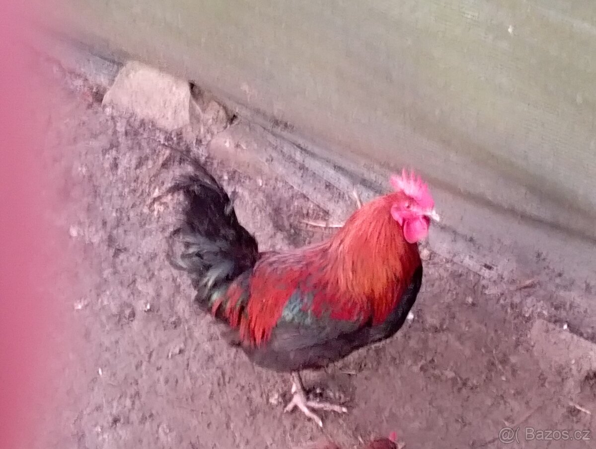 Nasadova vejce marans Brno - 5