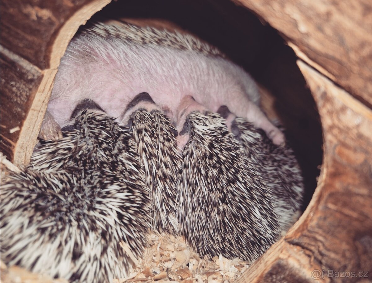 Ježek bělobřichý - 5