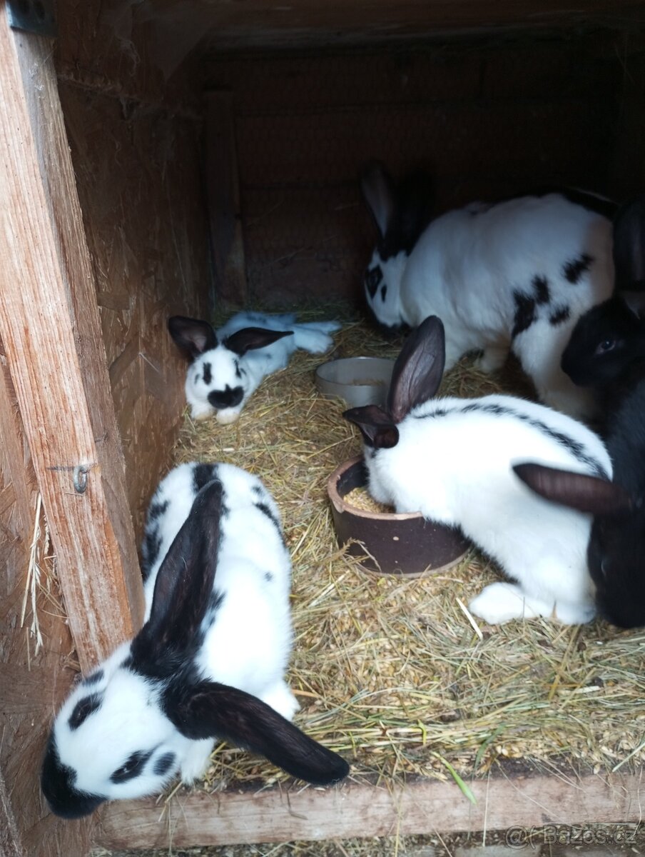 Samice i samci německý obrovitý strakáč a kříženci obrů - 5