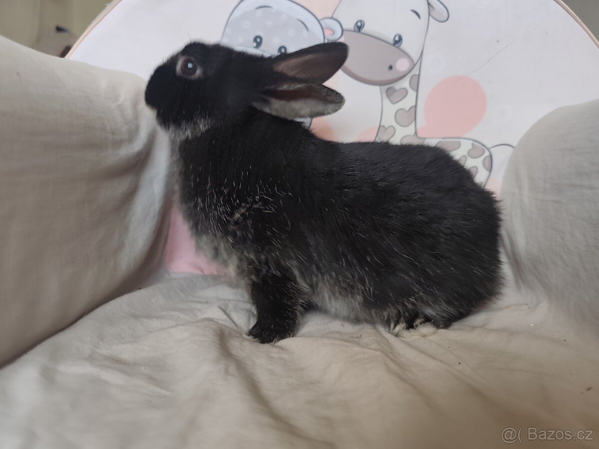 Zakrslý králík (rex x beránek) - 5