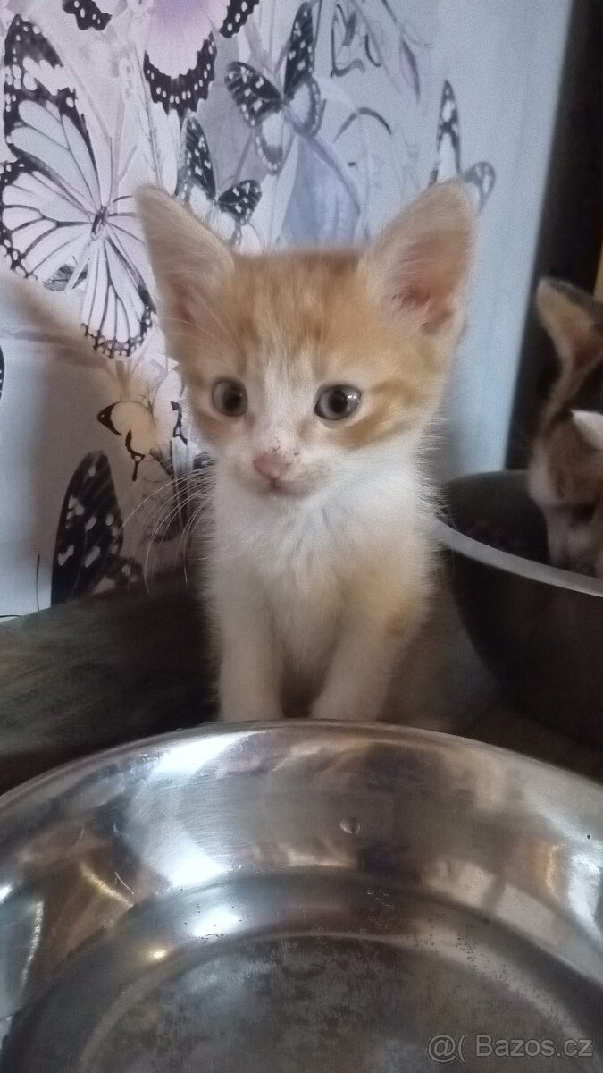 Koťátka zdarma - 5