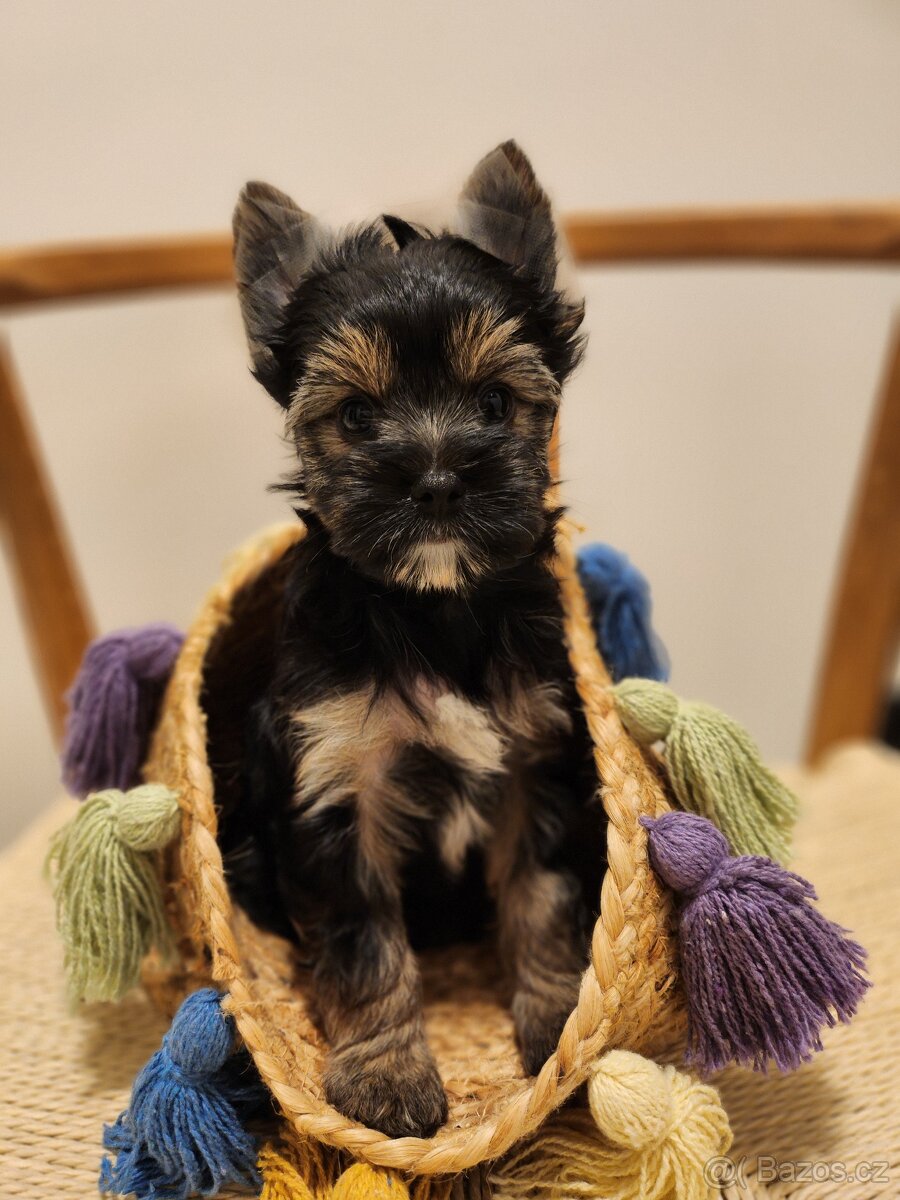 Jorkšírský teriér - 5