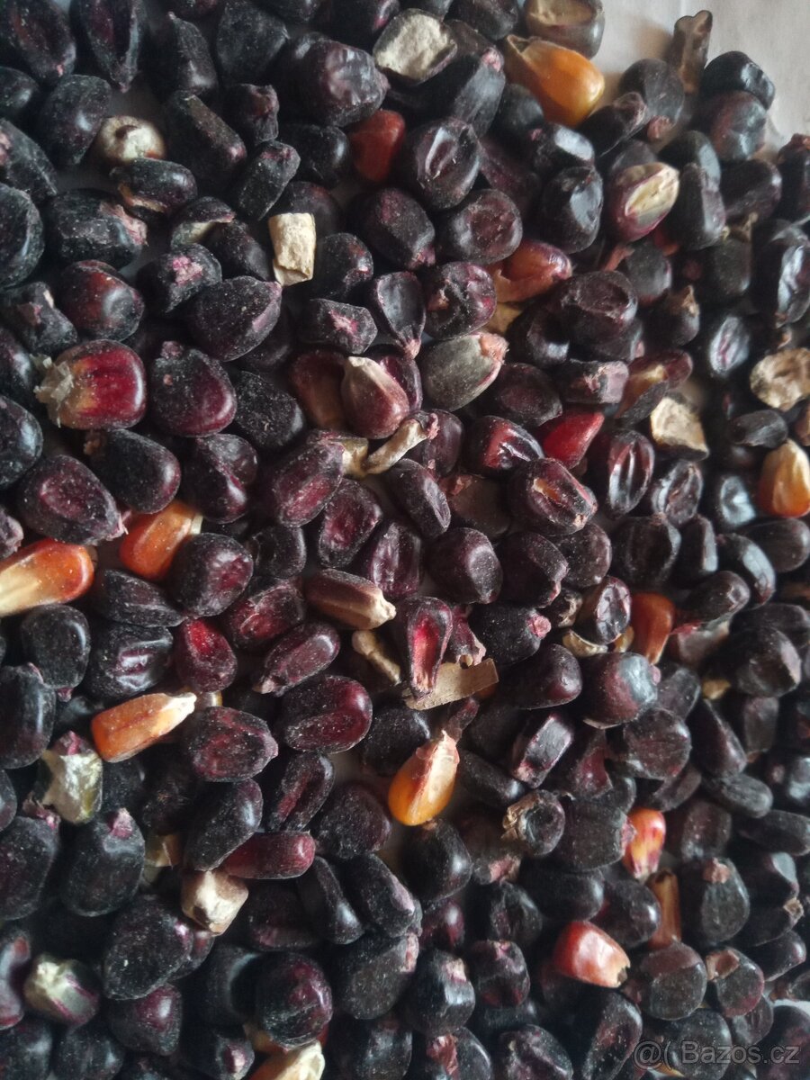 Červená a černá kukuřice - 5