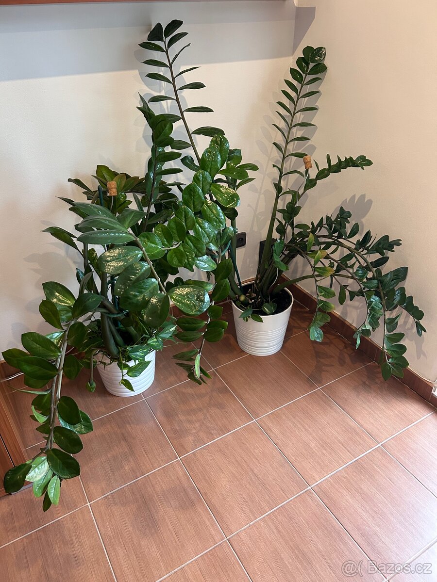 Zamioculcas 150cm Kulkas Zamiolistý sukulent zamiokulkas - 5