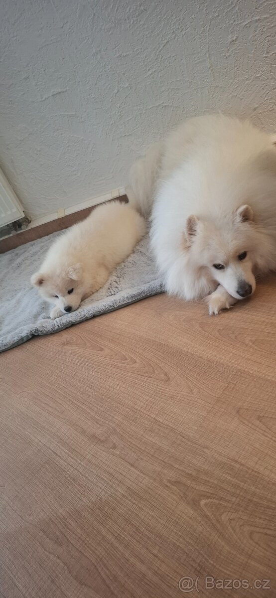 Samojed fenečka - 5