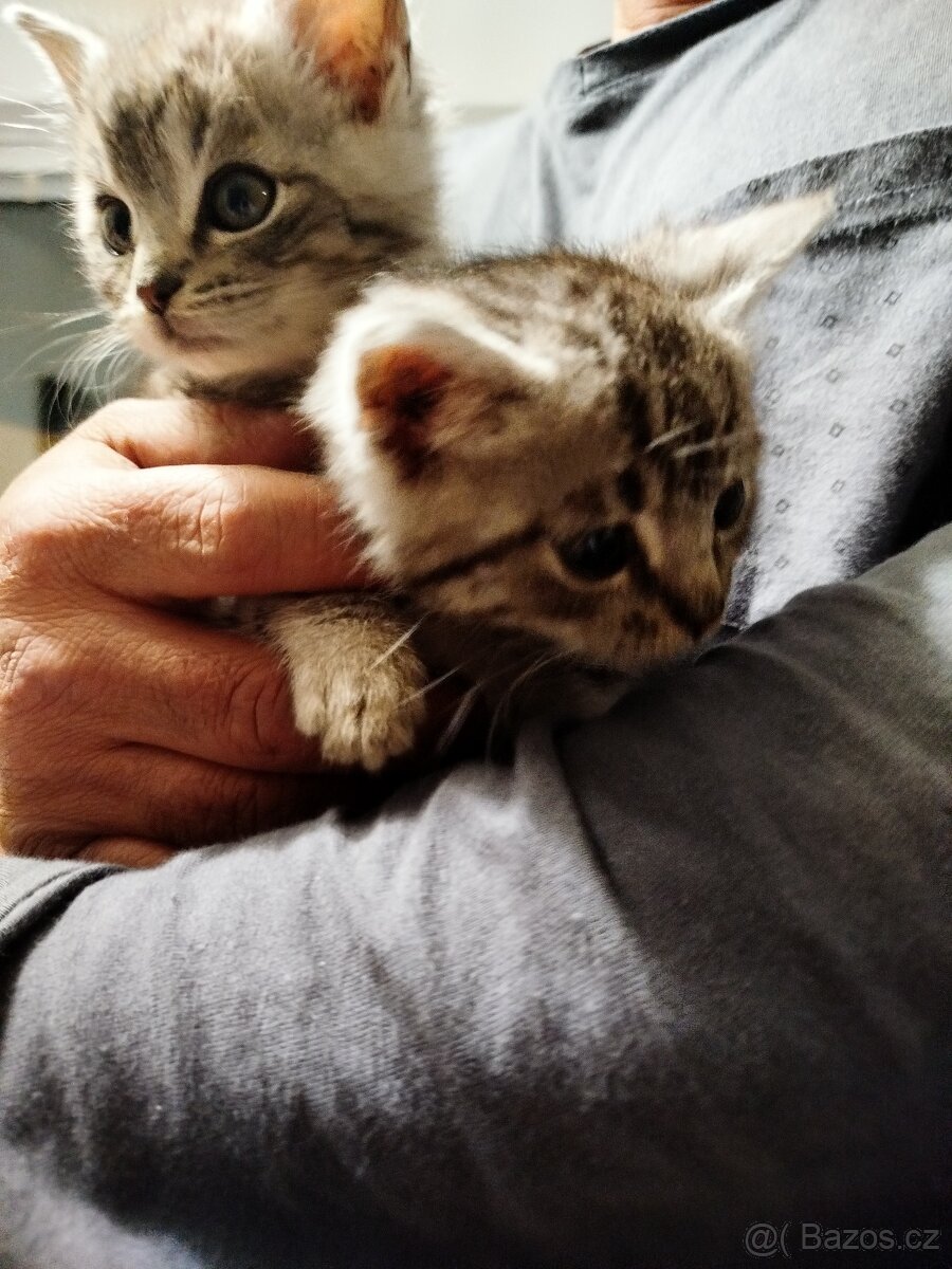 Daruji koťátka - 5