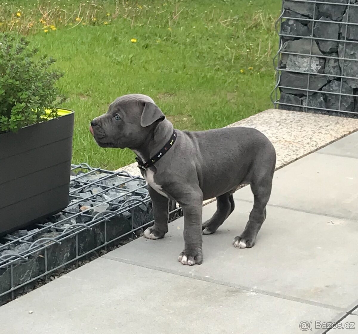 Americký Stafordšírský teriér, AST, Amstaf - KRYTÍ - 5