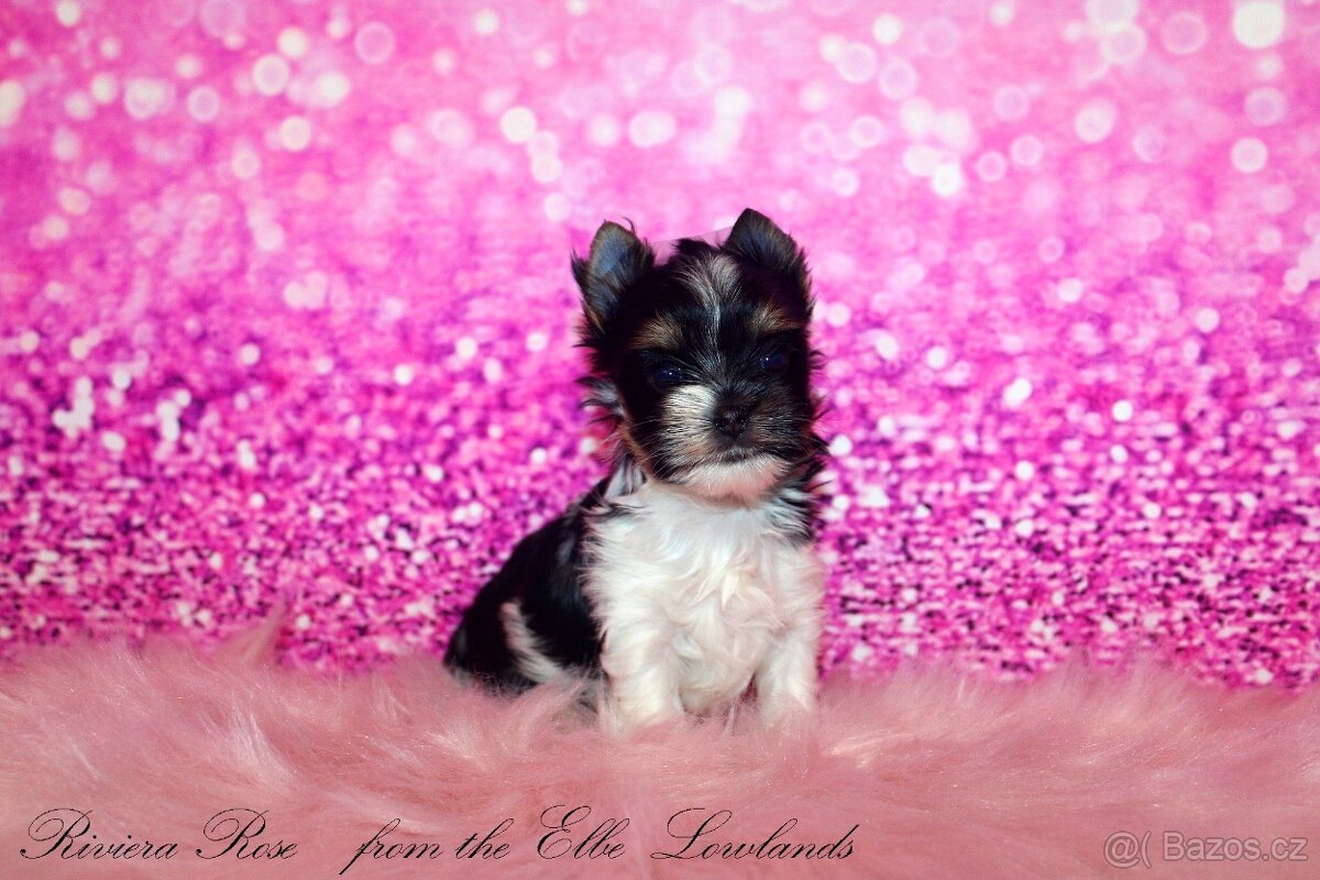 biewer terier s PP jorkšírský Fenka - 5