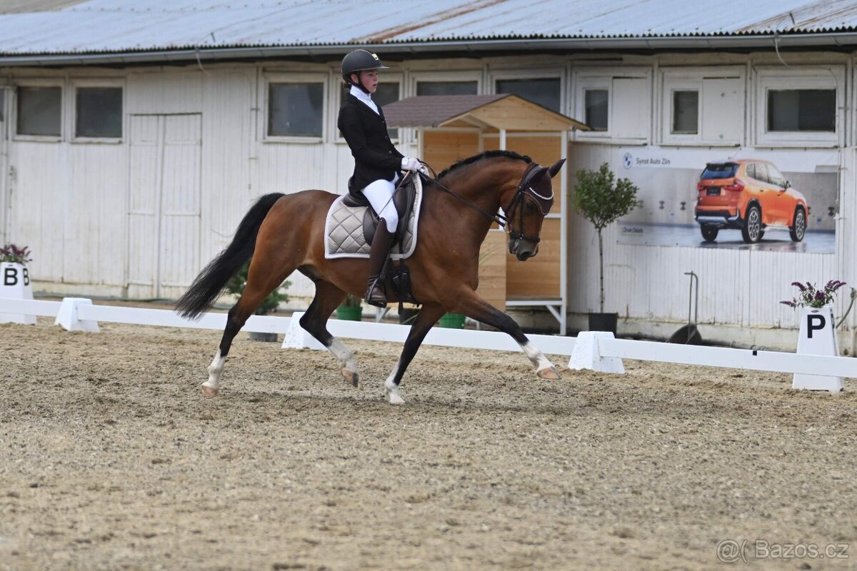 FEI Drezurní pony valach - 5