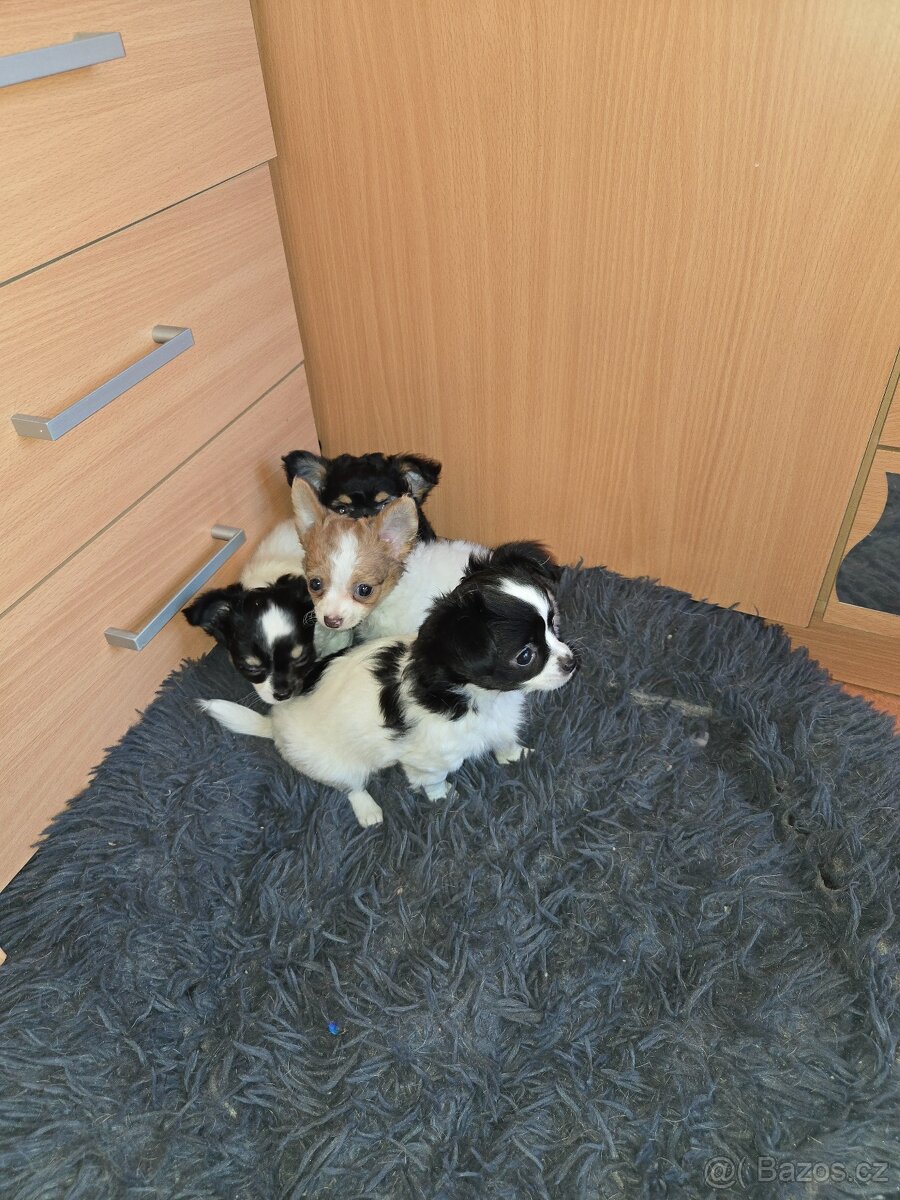 ČIVAVA DLOUHOSRSTÁ - 5