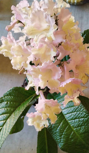 Streptocarpus - tořivka - 5