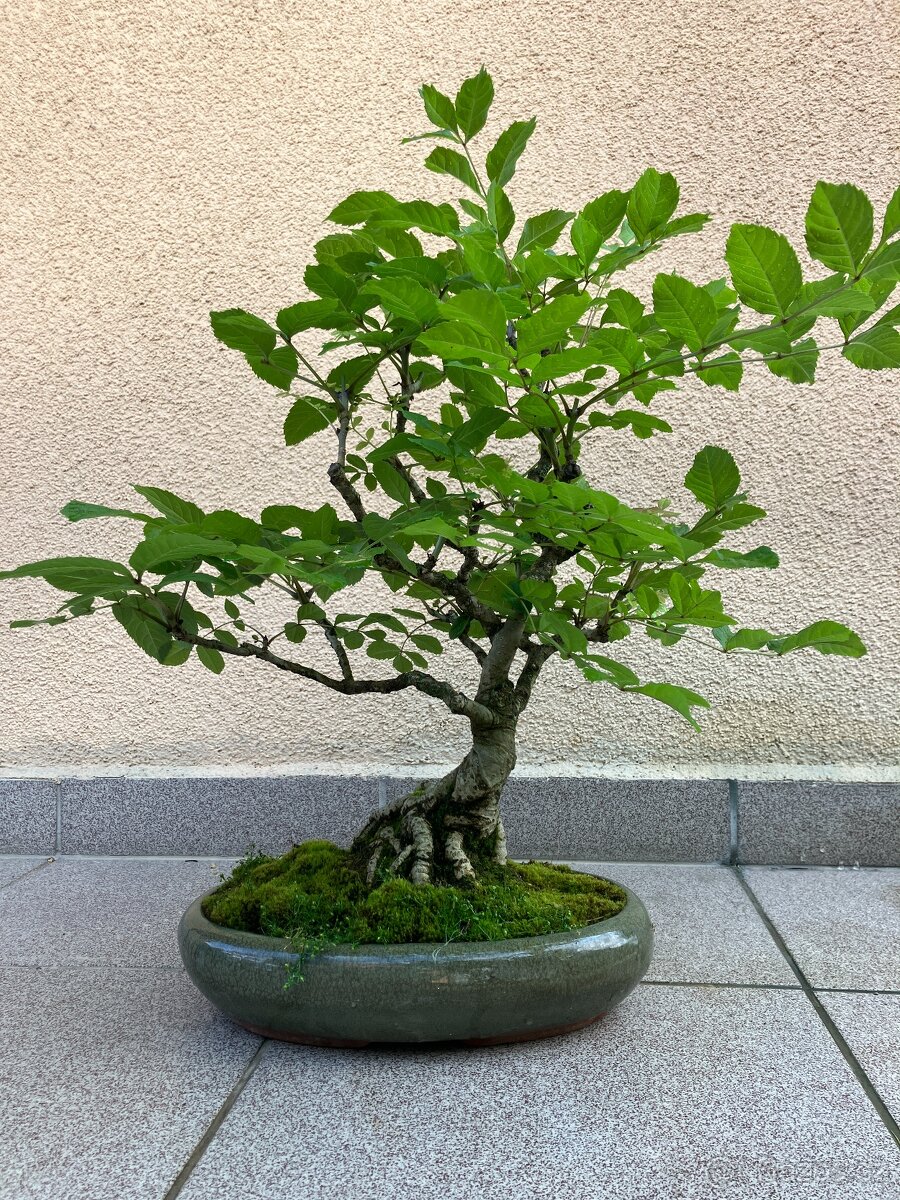 Bonsai, Bonsaj, jasan ztepilý - 5