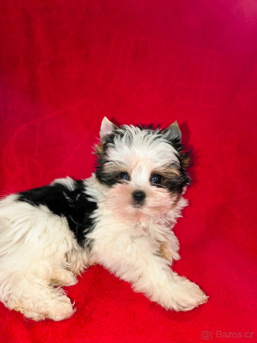 Biewer Yorkshire teriér - 5