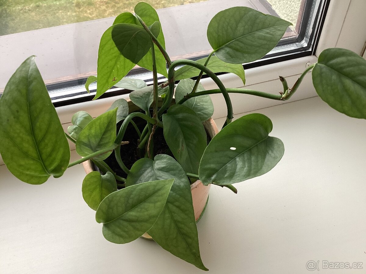 Pokojové kvetiny - 5