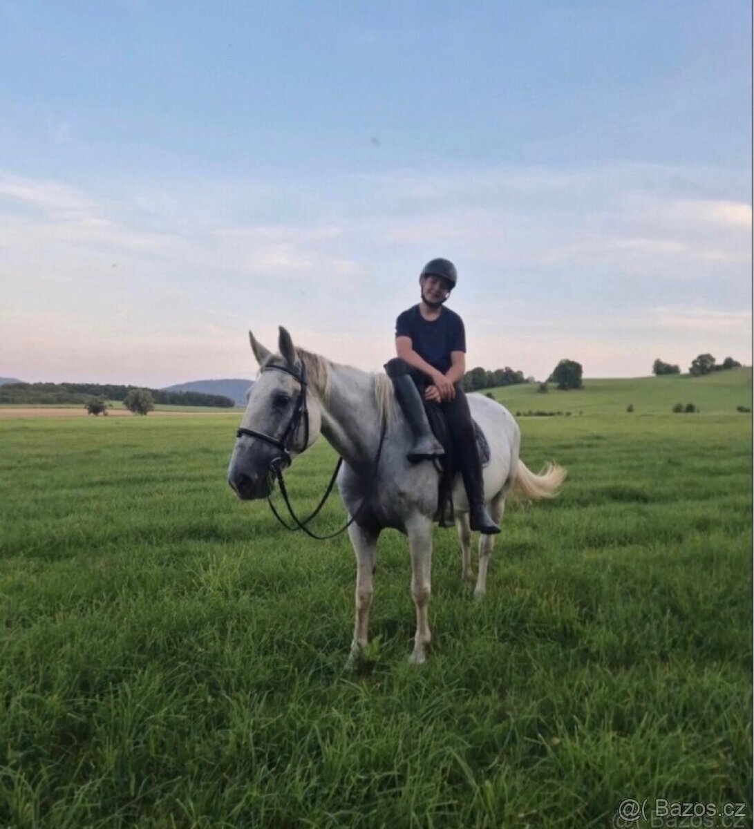 Kladrubská kobylka - 5